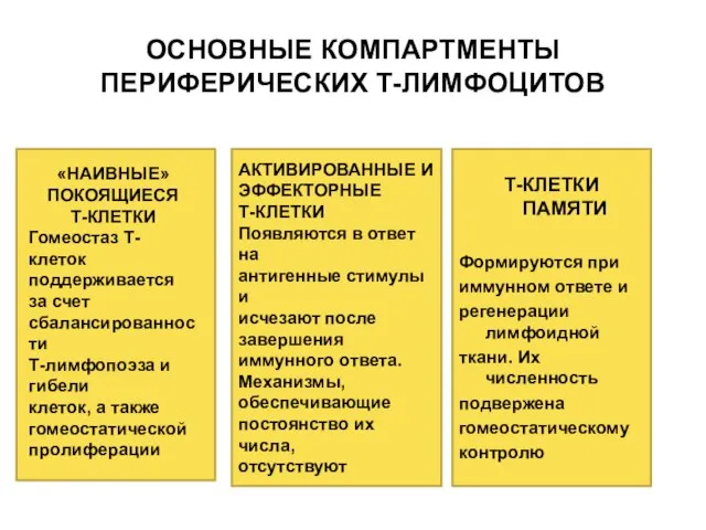 ОСНОВНЫЕ КОМПАРТМЕНТЫ ПЕРИФЕРИЧЕСКИХ Т-ЛИМФОЦИТОВ Т-КЛЕТКИ ПАМЯТИ Формируются при иммунном ответе и регенерации