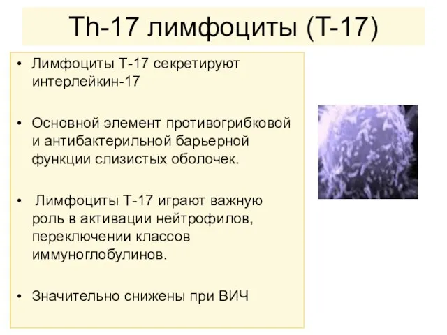 Тh-17 лимфоциты (T-17) Лимфоциты Т-17 секретируют интерлейкин-17 Основной элемент противогрибковой и антибактерильной