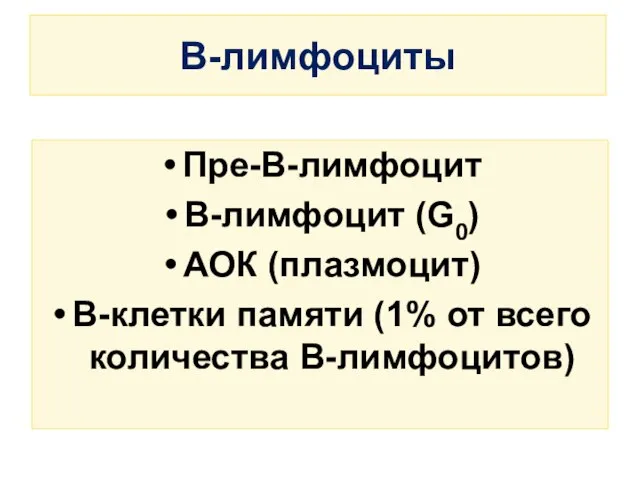 В-лимфоциты Пре-В-лимфоцит В-лимфоцит (G0) АОК (плазмоцит) В-клетки памяти (1% от всего количества В-лимфоцитов)