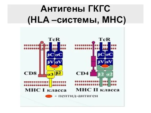 Антигены ГКГС (HLA –системы, MHC)
