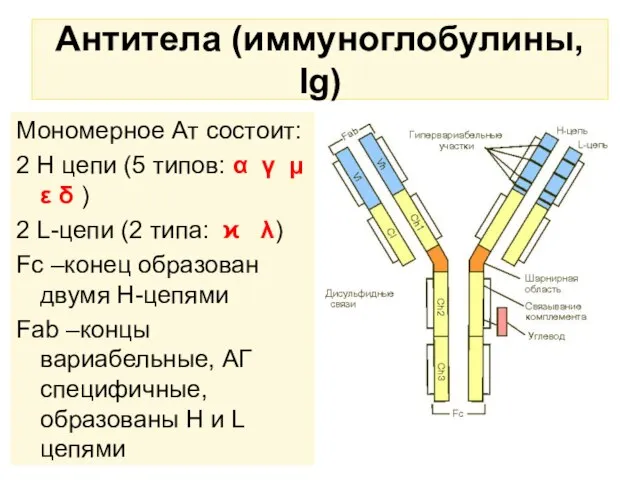 Антитела (иммуноглобулины, Ig) Мономерное Ат состоит: 2 Н цепи (5 типов: α