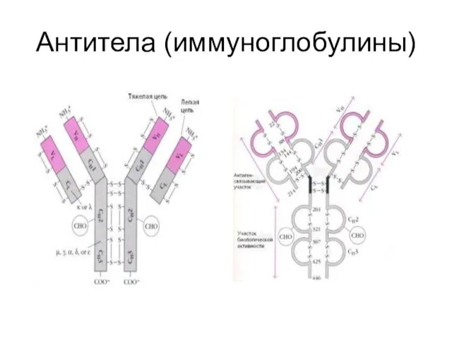 Антитела (иммуноглобулины)