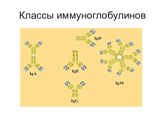 Классы иммуноглобулинов