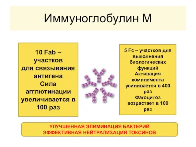 Иммуноглобулин М 10 Fab – участков для связывания антигена Сила агглютинации увеличивается