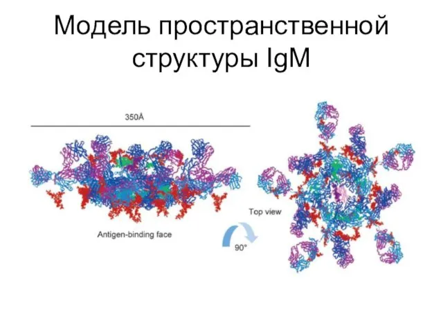 Модель пространственной структуры IgM