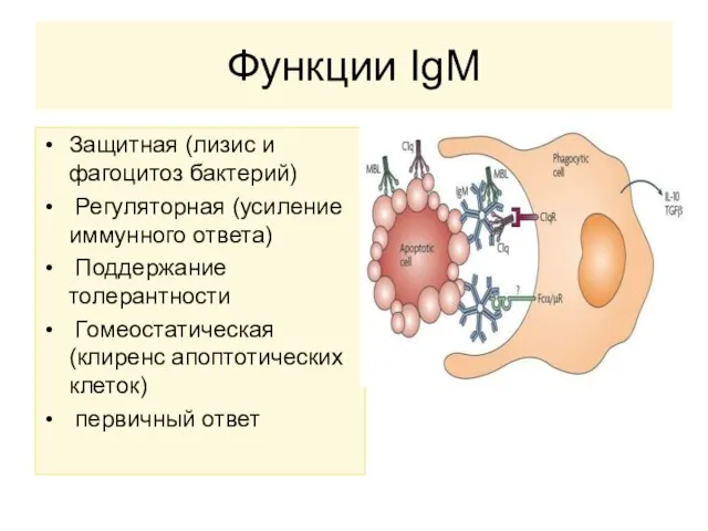Функции IgM Защитная (лизис и фагоцитоз бактерий) Регуляторная (усиление иммунного ответа) Поддержание