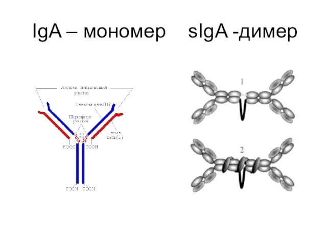 IgA – мономер sIgA -димер