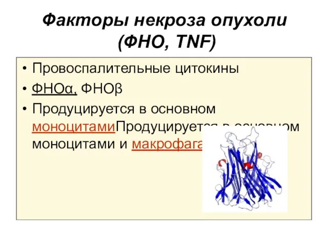 Факторы некроза опухоли (ФНО, TNF) Провоспалительные цитокины ФНОα, ФНОβ Продуцируется в основном