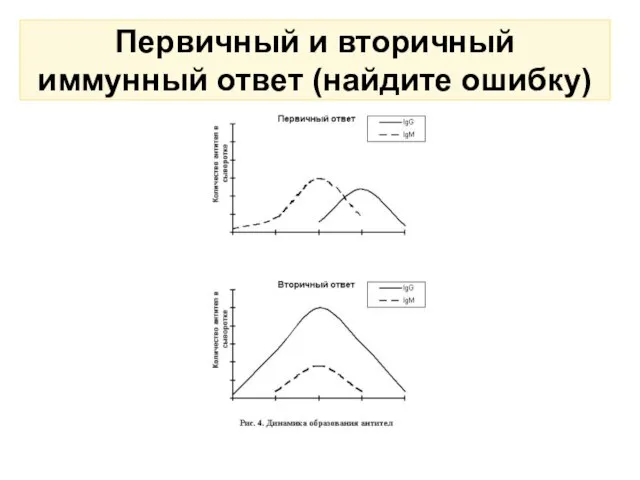 Первичный и вторичный иммунный ответ (найдите ошибку)