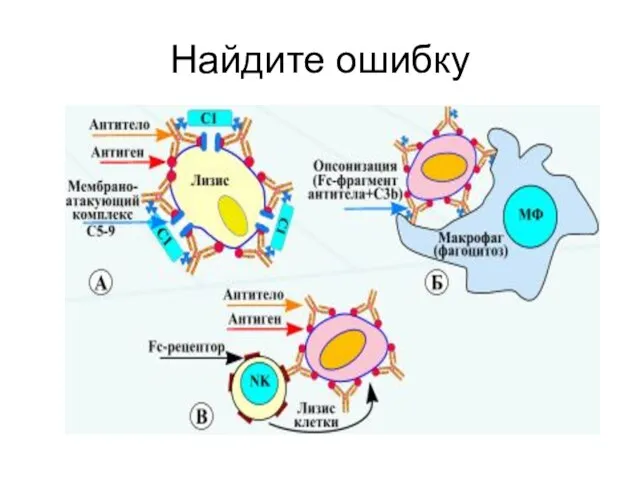 Найдите ошибку