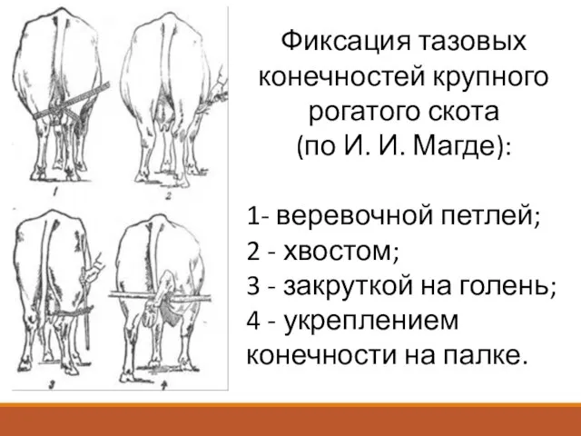 Фиксация тазовых конечностей крупного рогатого скота (по И. И. Магде): 1- веревочной