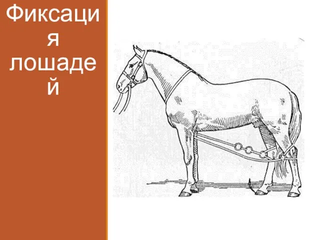 Фиксация лошадей
