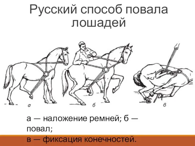 Русский способ повала лошадей а — наложение ремней; б — повал; в — фиксация конечностей.