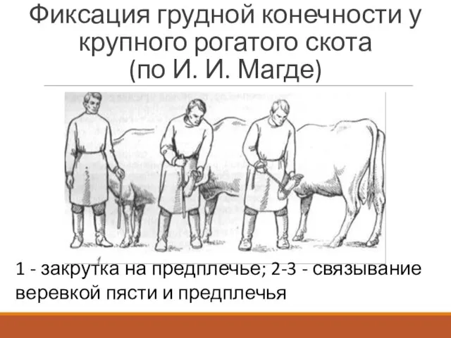 Фиксация грудной конечности у крупного рогатого скота (по И. И. Магде) 1