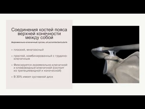 Акромиально-ключичный сустав, art.acromioclavicularis Соединения костей пояса верхней конечности между собой плоский, многоосный