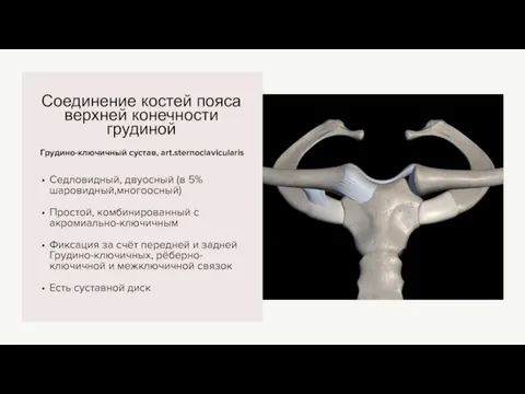 Грудино-ключичный сустав, art.sternoclavicularis Соединение костей пояса верхней конечности грудиной Седловидный, двуосный (в