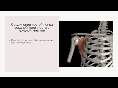 Соединения костей пояса верхней конечности с грудной клеткой Синсаркоз, synsarcosis — соединение при помощи мышц.