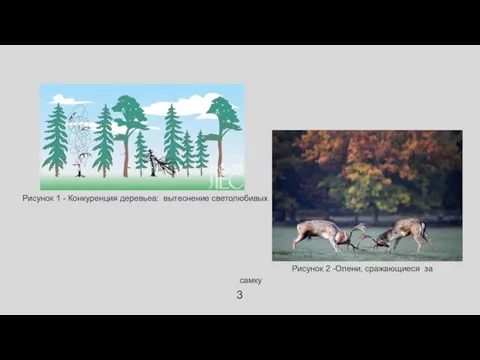 Рисунок 1 - Конкуренция деревьев: вытеснение светолюбивых Рисунок 2 -Олени, сражающиеся за самку