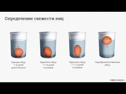 Определение свежести яиц Свежее яйцо 1–6 дней диетическое Хранится яйцо 7–10 дней