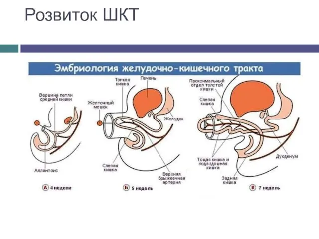 Розвиток ШКТ