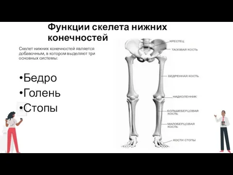 Функции скелета нижних конечностей Скелет нижних конечностей является добавочным, в котором выделяют