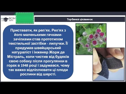 Торбинка цікавинок Приставати, як реп'ях. Реп'ях з його маленькими гачками-зачіпками став прототипом