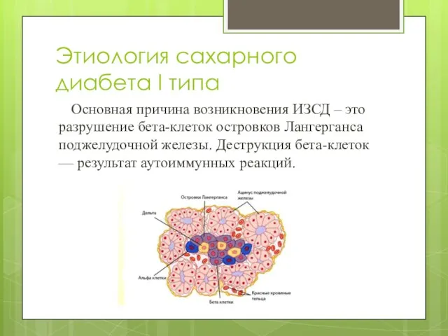 Этиология сахарного диабета I типа Основная причина возникновения ИЗСД – это разрушение