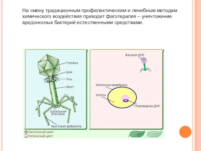 На смену традиционным профилактическим и лечебным методам химического воздействия приходит фаготерапия –