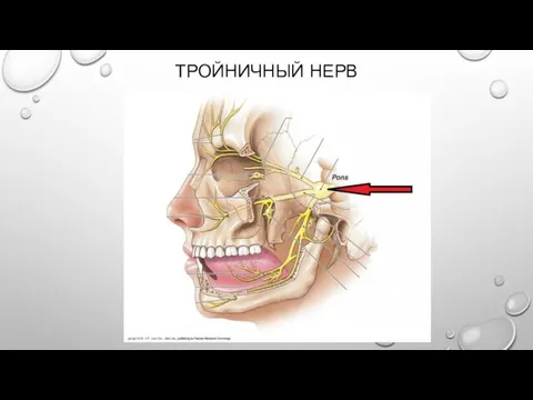 ТРОЙНИЧНЫЙ НЕРВ