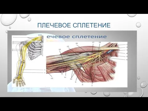 ПЛЕЧЕВОЕ СПЛЕТЕНИЕ