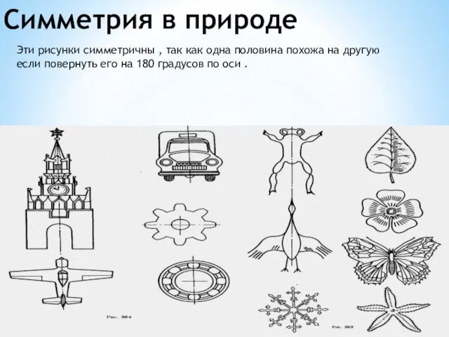 Симметрия в природе Эти рисунки симметричны , так как одна половина похожа