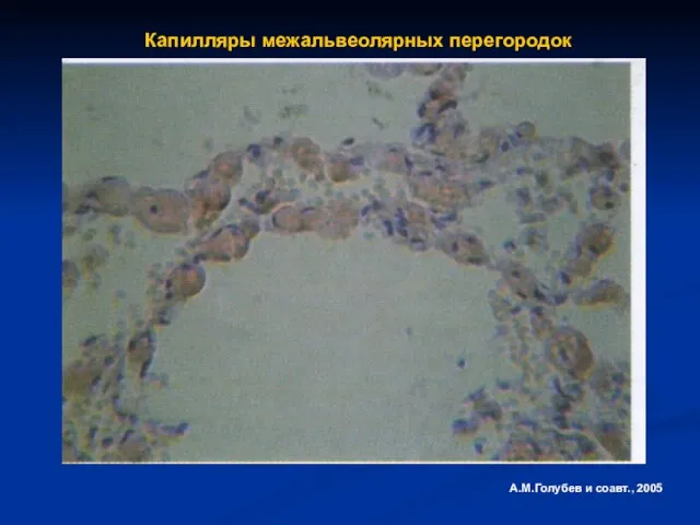 Капилляры межальвеолярных перегородок А.М.Голубев и соавт., 2005