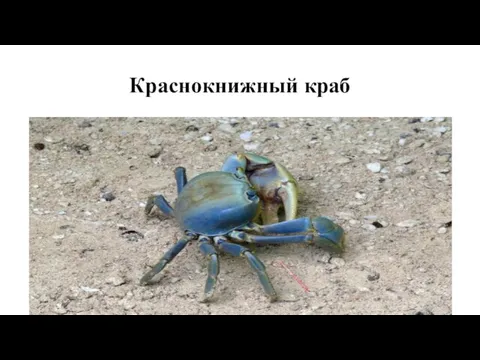 Краснокнижный краб