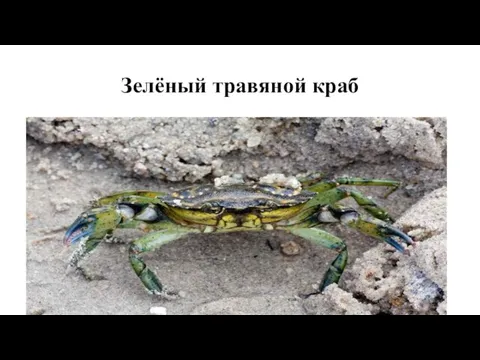 Зелёный травяной краб