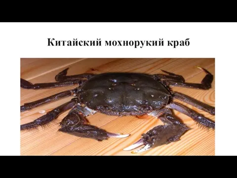 Китайский мохнорукий краб