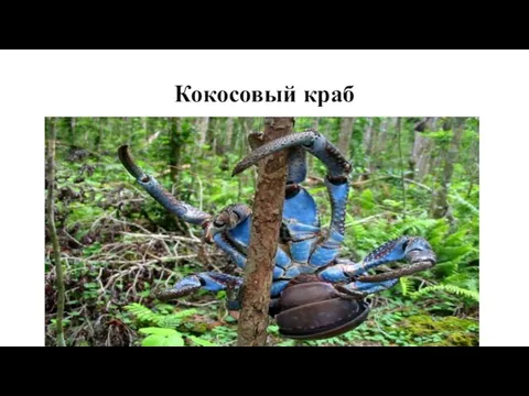 Кокосовый краб