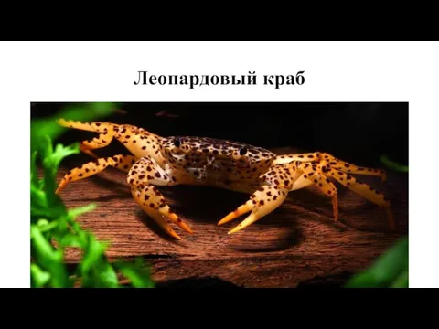 Леопардовый краб