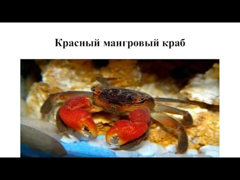 Красный мангровый краб