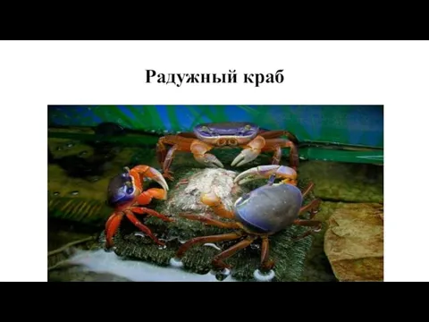 Радужный краб