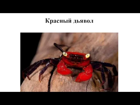 Красный дьявол