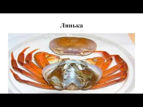 Линька