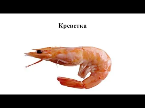 Креветка