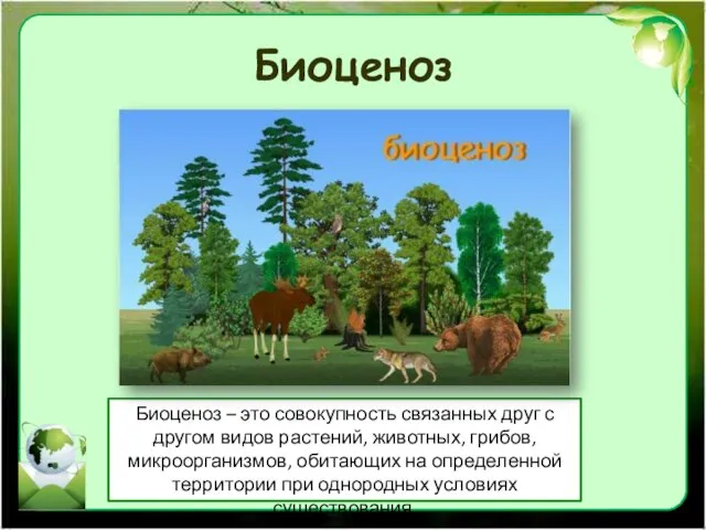 Биоценоз Биоценоз – это совокупность связанных друг с другом видов растений, животных,