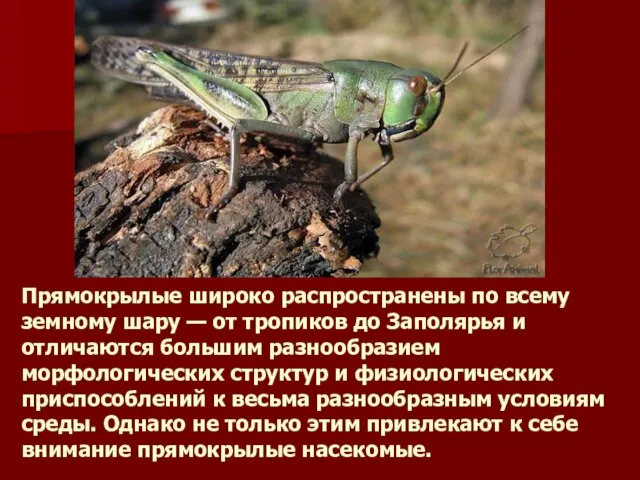 Прямокрылые широко распространены по всему земному шару — от тропиков до Заполярья