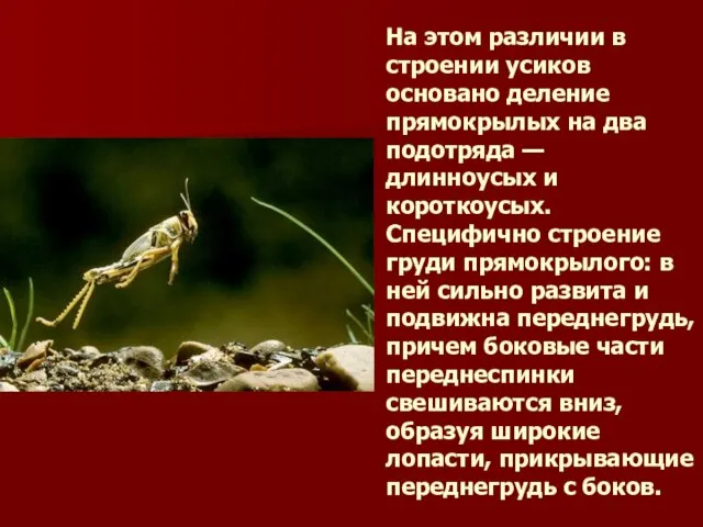 На этом различии в строении усиков основано деление прямокрылых на два подотряда