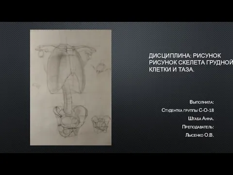 ДИСЦИПЛИНА: РИСУНОК РИСУНОК СКЕЛЕТА ГРУДНОЙ КЛЕТКИ И ТАЗА. Выполнила: Студентка группы С-О-18