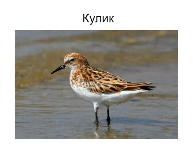 Кулик