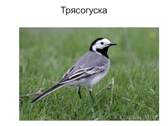 Трясогуска