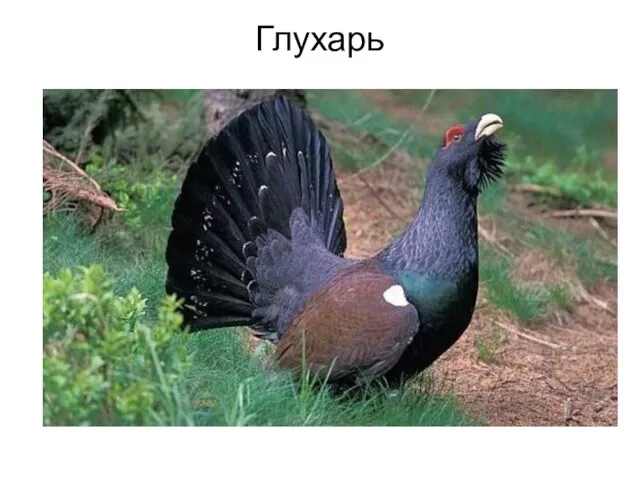 Глухарь