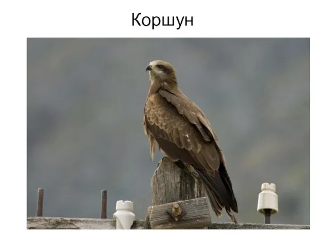 Коршун